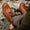 Our couleur naturelle cuir de veau Sciostree bottes country - Wear picture 2