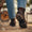 Our couleur naturelle cuir de veau Bagaj chelsea boots - Wear picture 4