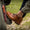 Our couleur naturelle cuir de veau Tencin bottes country - Wear picture 2